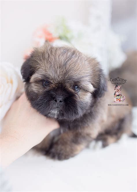 Shih Tzu Breeder Florida | Teacup Puppies & Boutique