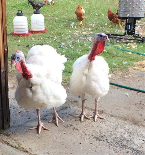 Broad Breasted White Turkey | Cackle Hatchery