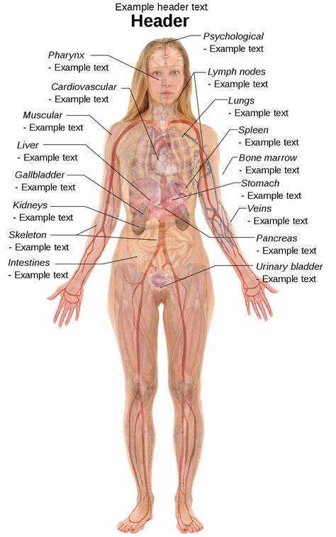 File:Female template with organs.svg - Wikimedia Commons | Human body anatomy, Body anatomy ...