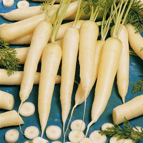 Carrot White Satin F1 Organic – Harris Seeds