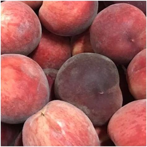 Fresh organic organic untreated red peaches organic straight from the tree spain