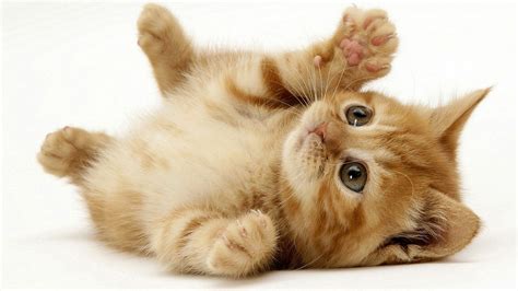 High Resolution Image of a Cute Kitten