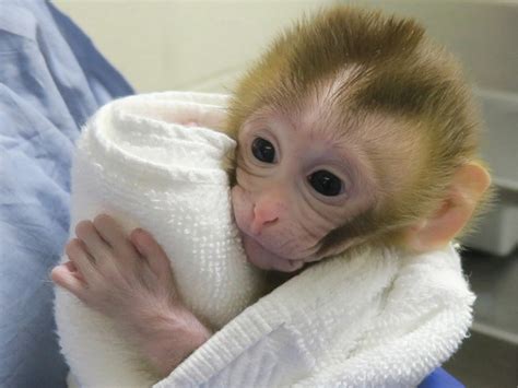 Baby monkey is first primate created using sperm from tissue ...