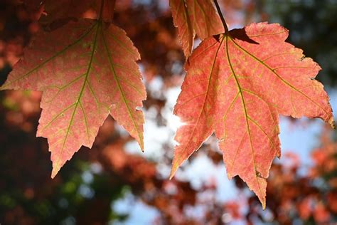 fall_leaf_colors | Shawnee Mission Post