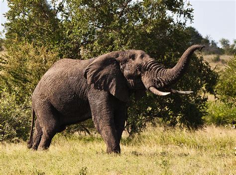 Trumpeting Elephant Photograph by Kathy Hutchings