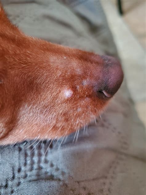 Hard Bump On Bridge Of Dogs Nose Bump Mast Tumors Bumps Lumps Rash ...