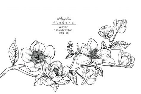 Magnolia flower drawings. | Premium Vector #Freepik #vector #flower # ...