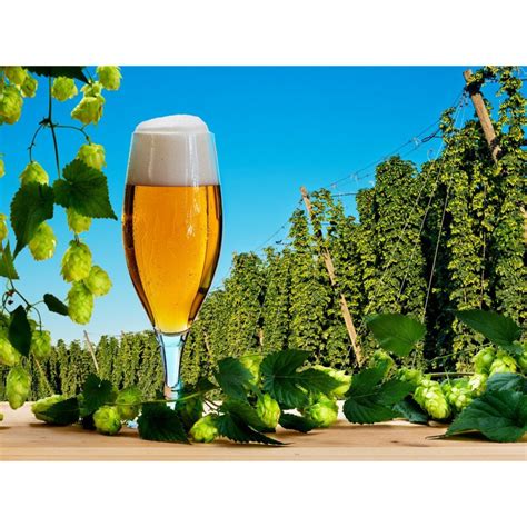 Beer Hops Seeds (Humulus lupulus) - Price €1.85