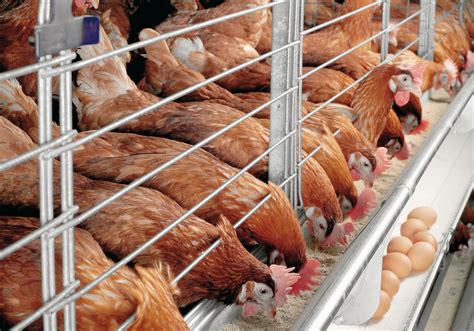 Poultry Farming Potential Economy Booster—PAN | Business Post Nigeria