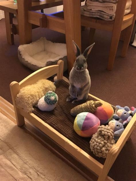 Aww super cute bunny and bed filled with toys. #rabbithouses | Pet bunny, Bunny beds, Bunny mom