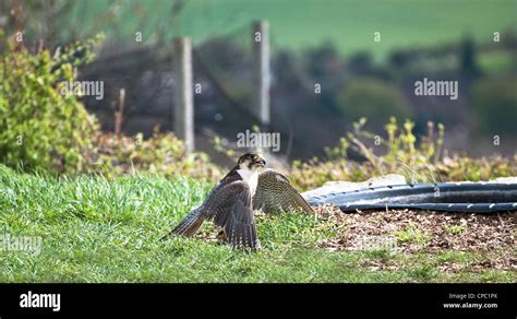 Peregrine Falcon Prey Hunting Stock Photos & Peregrine Falcon Prey ...