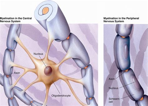 Oligodendrocytes and Schwann cells Types Of Neurons, Glial Cells ...