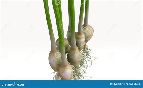 Spring Onion Plant stock illustration. Illustration of green - 84222287