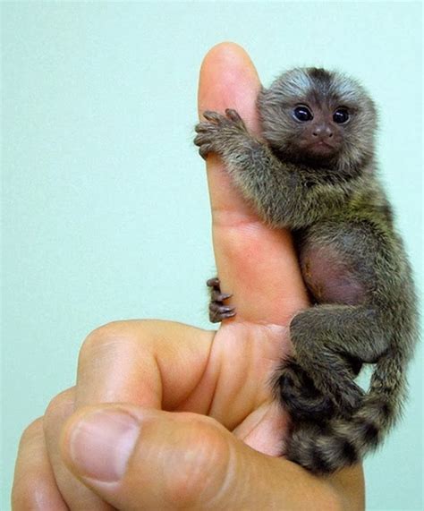 Amazing and Incredible: World's Smallest Monkey