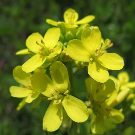 Gambar : menanam, herba, menghasilkan, sayur-mayur, kuning, Flora, rapeseed, bunga liar ...