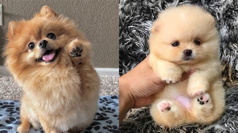 Top 12 Cutest Pomeranian Mix Dog Breeds | Puppies Club | Mixed breed puppies, Pomeranian mix ...