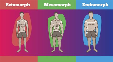 Ectomorph, Endomorph, And Mesomorph: What’s Your Body Type