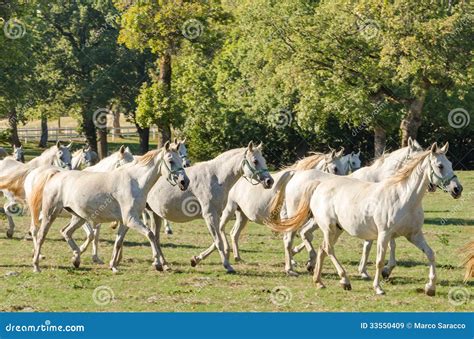 Lipizzan horses stock image. Image of nature, white, breed - 33550409