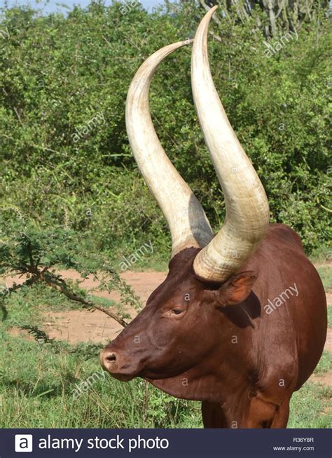 Enormous horned Sanga cattle are kept for meat and milk and selectively ...