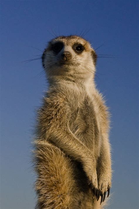 South African Meerkat – Telegraph