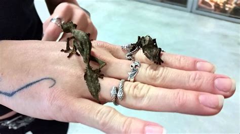 Satanic Leaf Tailed Geckos (Uroplatus phantasticus) at LLLReptile - YouTube