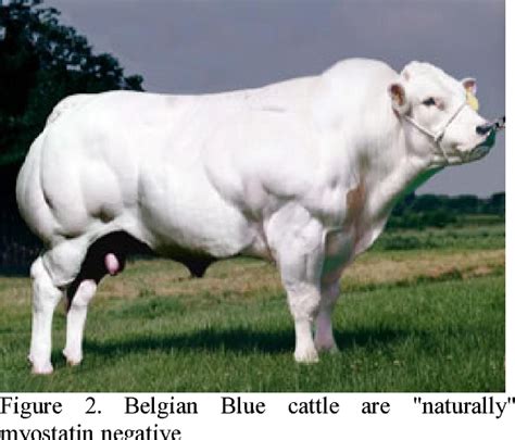 [PDF] The Role of Myostatin on Growth and Carcass Traits and its ...