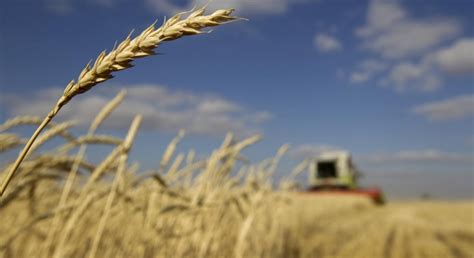 Ukraine wheat exports reach 95% of target volume — UNIAN