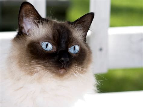 Himalayan Cat Personality Traits: How Do Himalayan Cats Act?