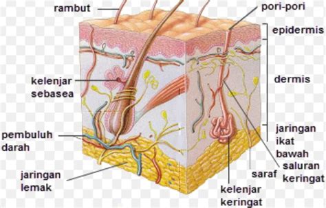 Lapisan Kulit Manusia Beserta Fungsi dan Gambarnya