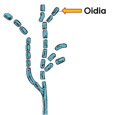 MEERA'S BLOG: Asexual Reproduction in Fungi- Dr C R Meera