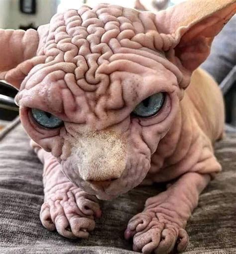 Very wrinkly Sphynx Cat - 9GAG