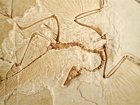 Archaeopteryx Pictures - AZ Animals