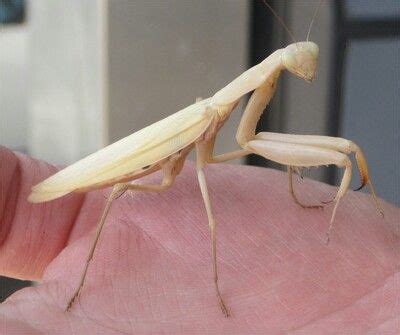 White Pray Mantis | White praying mantis, Praying mantis, Albino