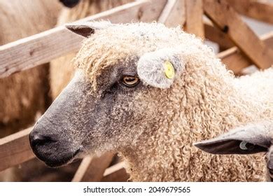 99 Masham Sheep Images, Stock Photos & Vectors | Shutterstock