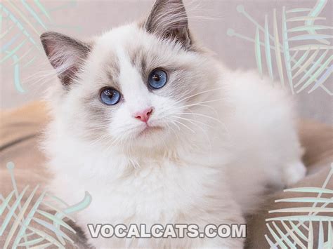 Lilac Ragdoll: Complete Guide - Vocal Cats