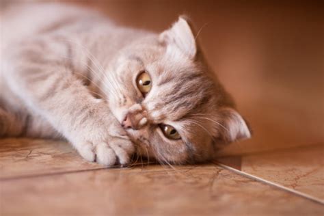 Signs & Symptoms of Cat Teeth Problems | AskVet