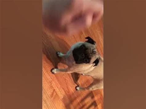 Ellie the pug is back - YouTube