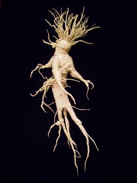 Xenolithic: 'Mandrake Root'