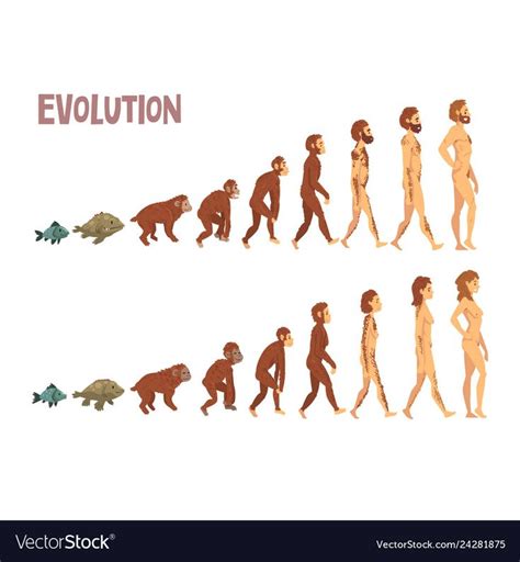 Biology Human Evolution Stages, Evolutionary Process of Man and Woman ...