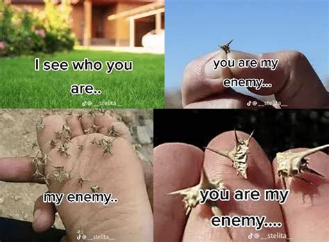 You Are My Enemy TikTok Slideshow | I See Who You Are, You Are My Enemy | Know Your Meme