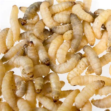 F26 - Waxworm- 50 Ct. (Minimum order quantity is 4) - UGR Wholesale