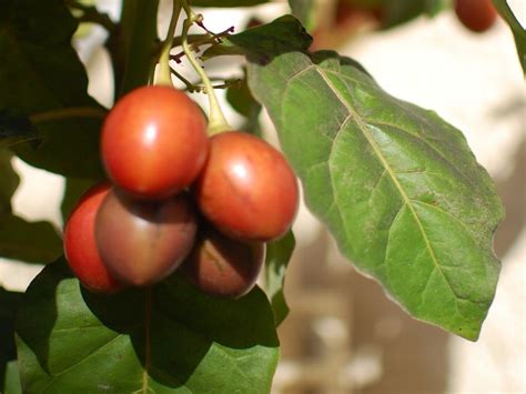 Pin on Fruit Trees