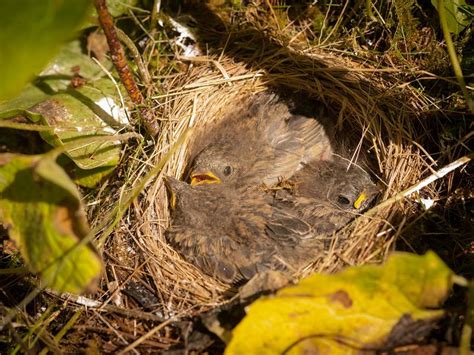 Dark-eyed Junco Nesting (Behavior, Eggs + Location) - Unianimal