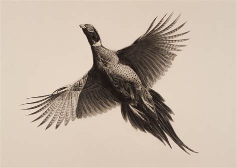 Pheasant Flying Drawing