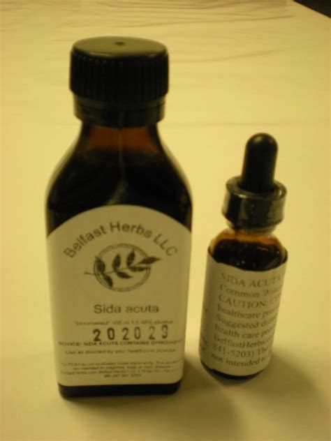 Sida acuta tincture - Belfast Herbs