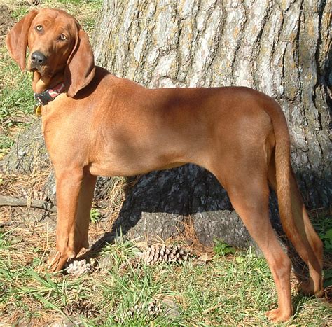 Redbone Coonhound Breeders in the USA with Puppies for Sale | PuppyHero