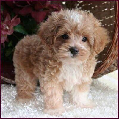 35 Maltese Dogs Mixed With Poodle | The Paws