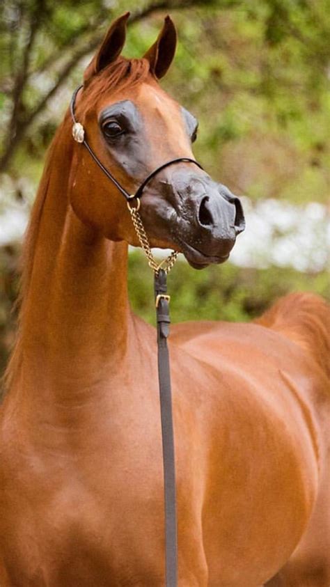 Chestnut Brown Arabian Horse : Learn about the arabian horse breed.