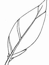 Feathers Coloring Pages Printable sketch template