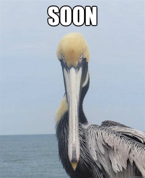 Foreboding Pelican memes | quickmeme